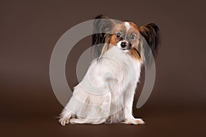 Papillion dog