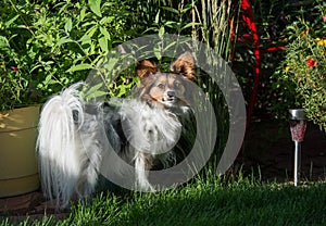 Papillion dog pet with white plume tail in grassy backyard