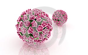 papilloma virus