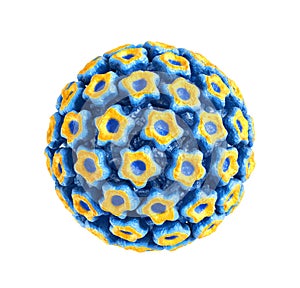 PaPilloma virus on a white background