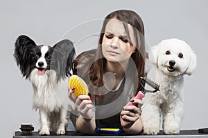 Papillon and bichon dog with hairdresser girl