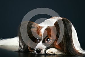 Papillon breed dog on a dark background