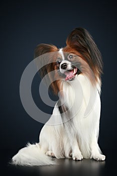 Papillon breed dog on a dark-blue background