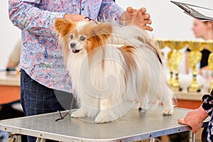 Papillon breed dog with a haircut, demonstrates his beauty to the jury