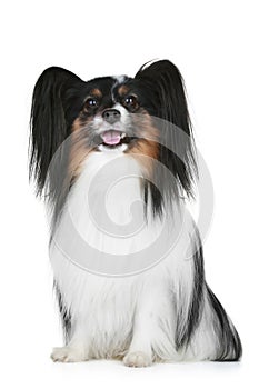 Papillon breed dog portrait