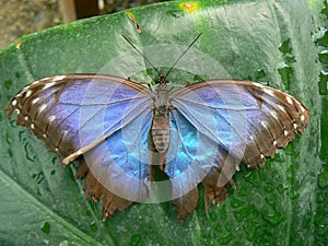 Papillon - Butterfly