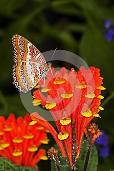 PAPILLON CETHOSIA cethisia biblis