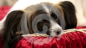 Papillon or Continental Toy Spaniel