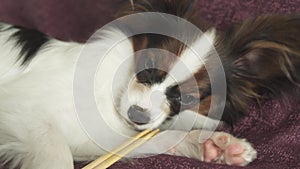 Papillon Continental Toy Spaniel gnaws wooden sticks for sushi stock footage video