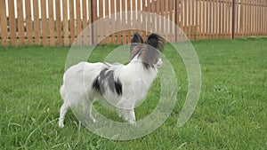 Papillon continental toy spaniel puppy is eating fresh grass on green lawn stock footage video