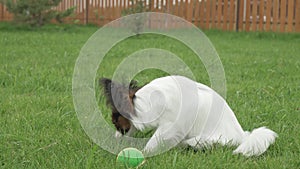 Papillon Continental Toy Spaniel puppy is eating fresh grass on green lawn stock footage video