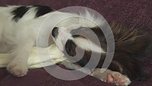 Papillon continental toy spaniel puppy gnaws dried leg of mutton stock footage video