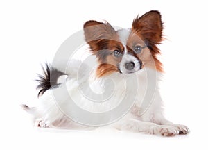 Papillon dog