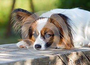 Papillon Dog