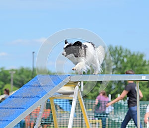 Papillon at a Dog Agility Trial