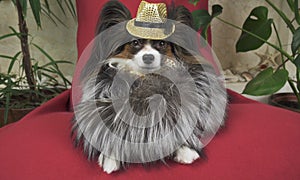 Papillon dog in beautiful suit in a fur coat and a concert hat with a butterfly is removed in the clip