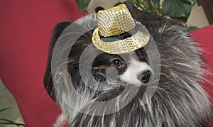 Papillon dog in beautiful suit in a fur coat and a concert hat with a butterfly is removed in the clip