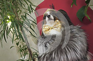 Papillon dog in beautiful suit in a fur coat and a concert hat with a butterfly is removed in the clip