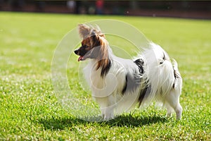 Papillon dog beauty