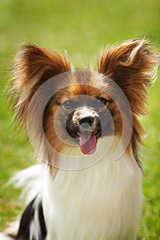 Papillon dog beauty