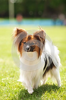 Papillon dog beauty