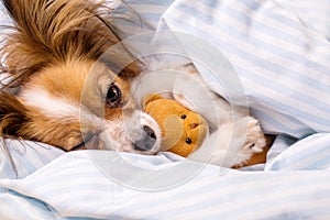 Papillon dog in a blanket with a bear