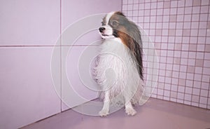 Papillon dog is blow dry after bathing in bathroom