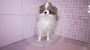 Papillon dog is blow dry after bathing in bathroom stock footage video