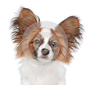 Papillon dog. Close-up portrait