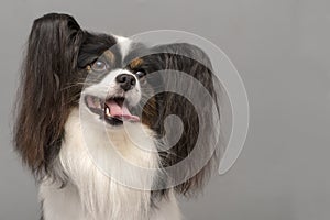 Papillon dog .Continental Toy Spaniel