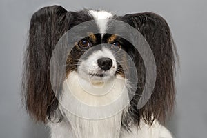 Papillon dog .Continental Toy Spaniel