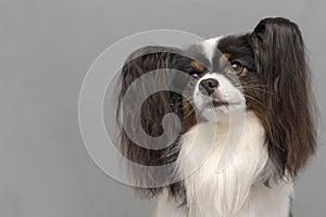 Papillon dog .Continental Toy Spaniel