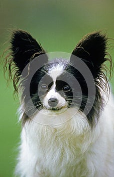 Papillon Dog or Continental Toy Spaniel Dog