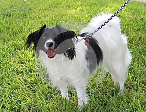 Papillon Dog