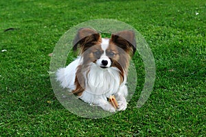 Papillon dog with img