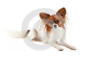 Papillon Dog Laying