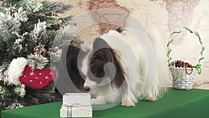 Papillon dog is looking for a gift in the box near Christmas tree stock footage video