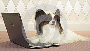 Papillon dog is lying near the laptop on bed