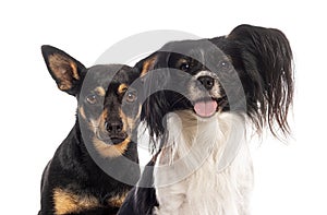 Papillon dog and mixed breed dog posing on white background