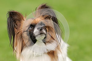 Papillon dog portrait