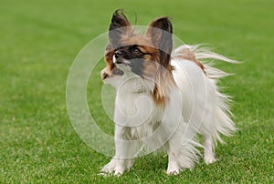 Papillon dog portrait