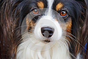 papillon dog portrait