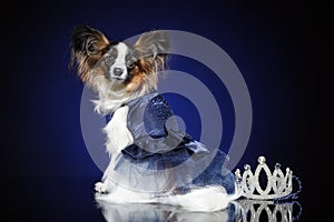 Papillon dog posing in blue dress