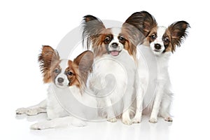 Papillon dog puppies