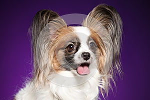 Papillon dog on purple background