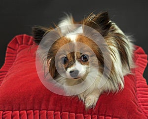 Papillon dog resting on red cushion