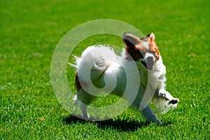 Papillon dog running on grassland
