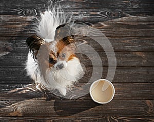 Papillon dog sits on a wooden dark floor next to an empty plate