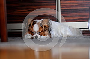 Papillon dog sleeping on the carpet