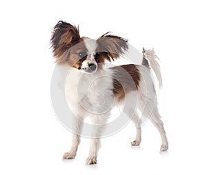 Papillon dog in studio